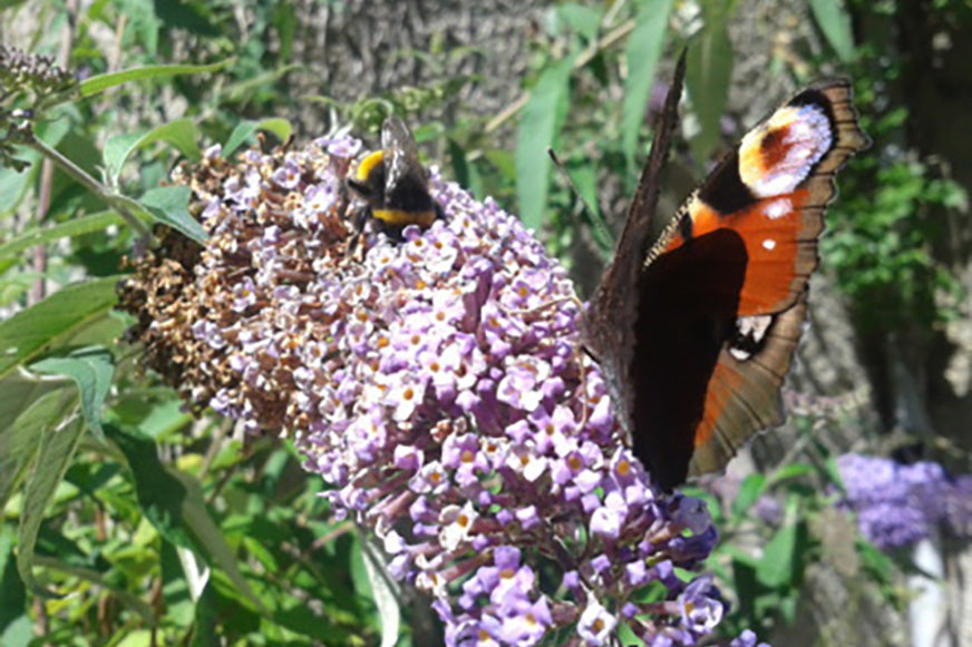 Ecological Surveys